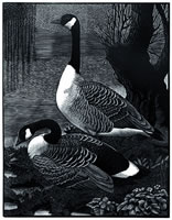 Canadas in Cheshire