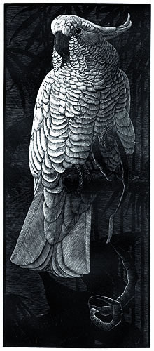 Cockatoo by Charles F. Tunnicliffe