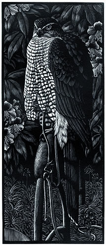 Goshawk by Charles F. Tunnicliffe