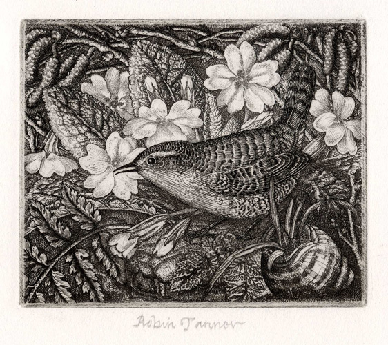 Wren and Primroses by Robin Tanner 
