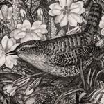 Wren and Primroses by Robin Tanner